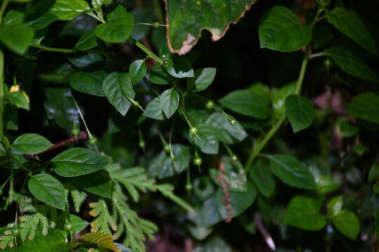 Image of Lysimachia capillipes Hemsl.