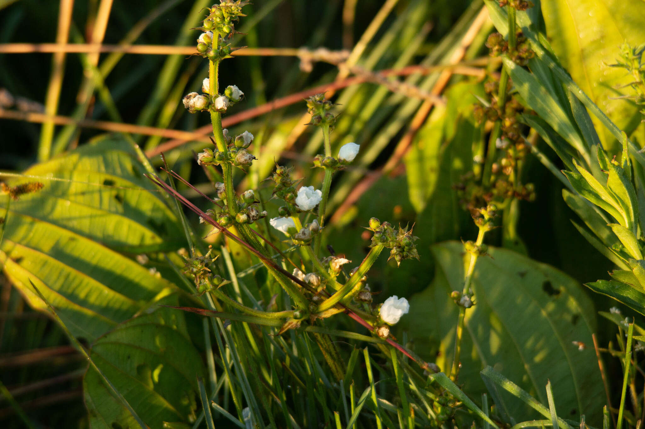 Слика од Echinodorus grandiflorus (Cham. & Schltdl.) Micheli