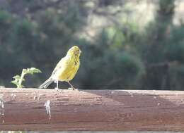 Image of Atlantic Canary