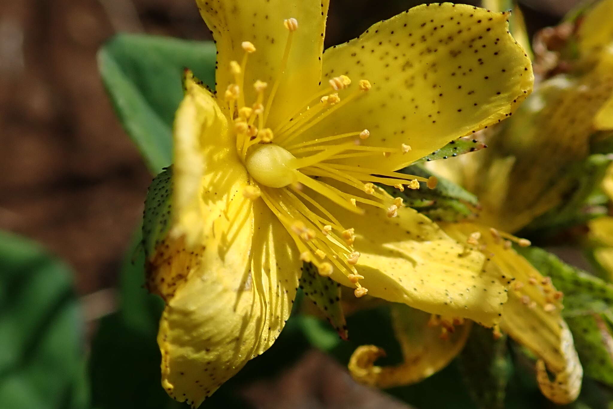 Imagem de Hypericum aethiopicum subsp. aethiopicum