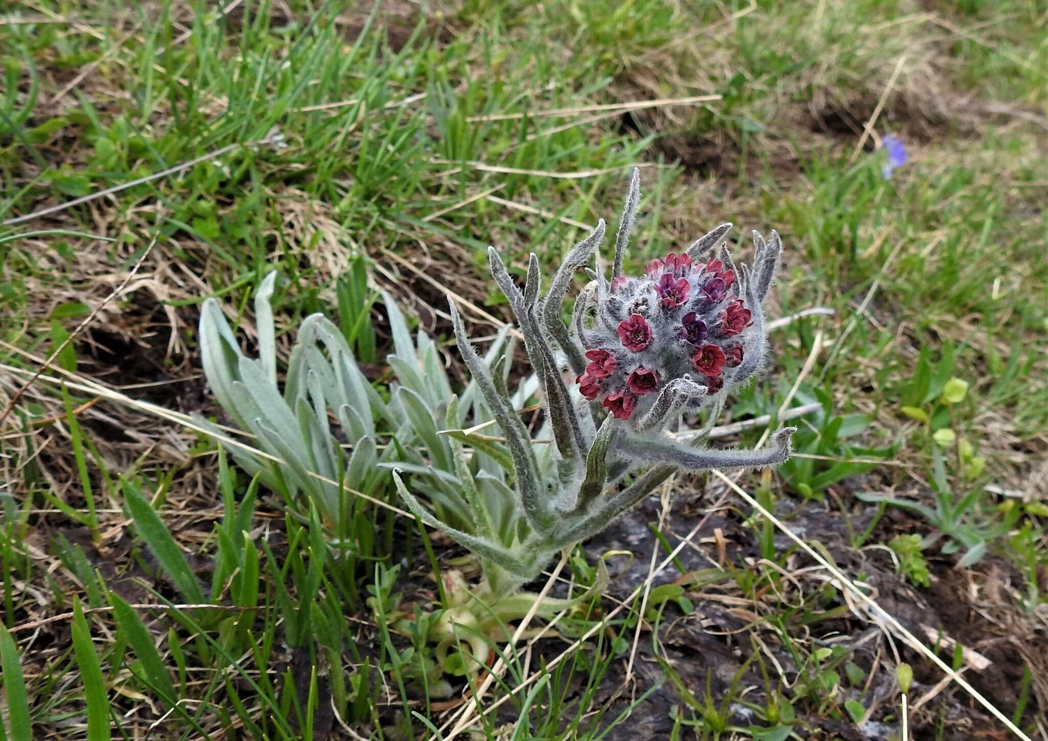 Cynoglossum magellense Ten.的圖片