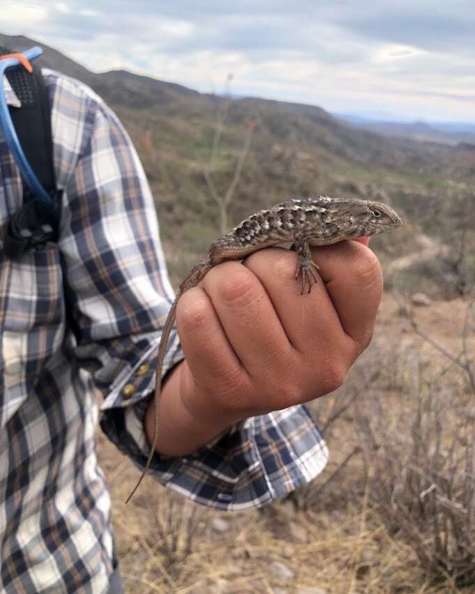 Imagem de Sceloporus albiventris Smith 1939