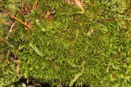 Image of longleaf paraleucobryum moss