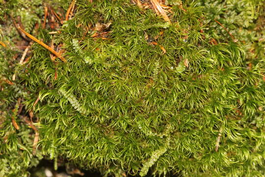 Plancia ëd Paraleucobryum longifolium Loeske 1908