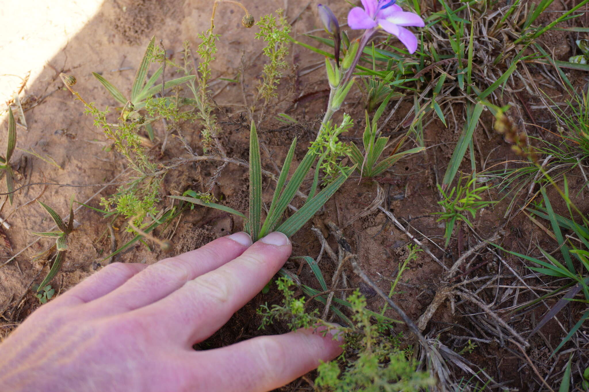 Image of Babiana patersoniae L. Bolus