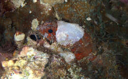 Image of Coral scorpionfish