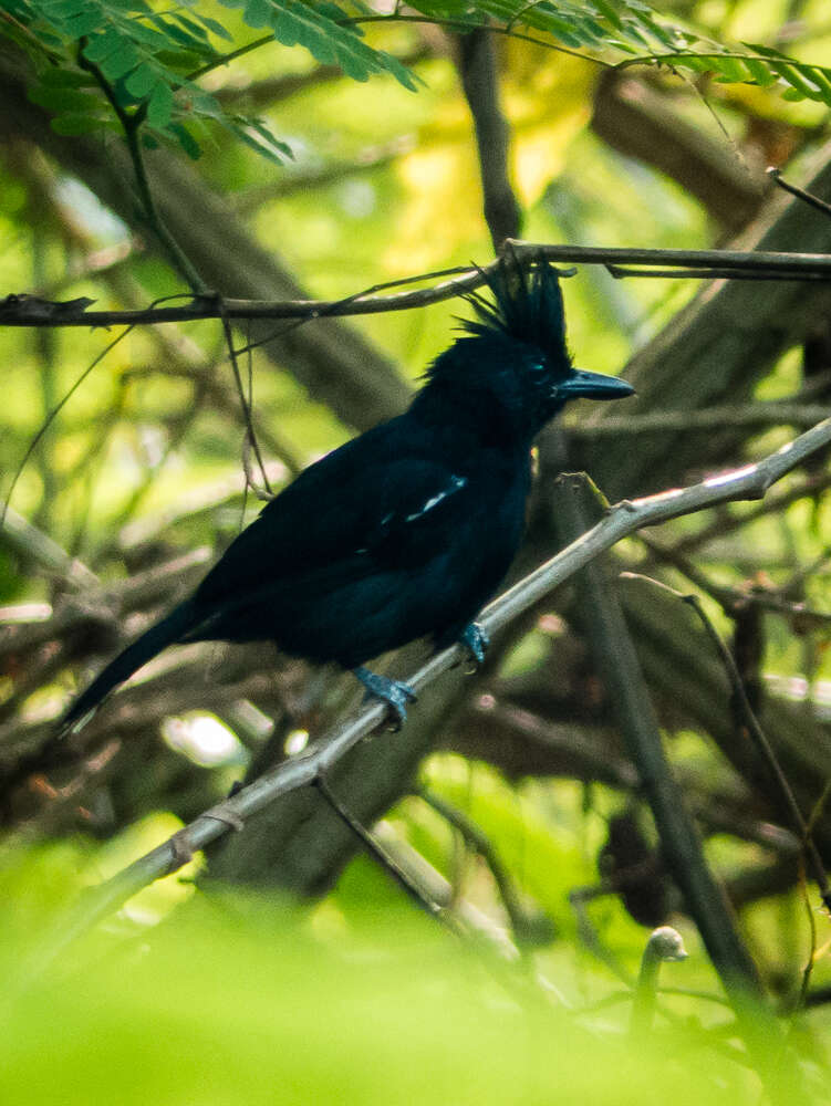 Image of Glossy Antshrike