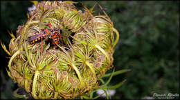 Plancia ëd Rhynocoris erythropus (Linnaeus 1767)