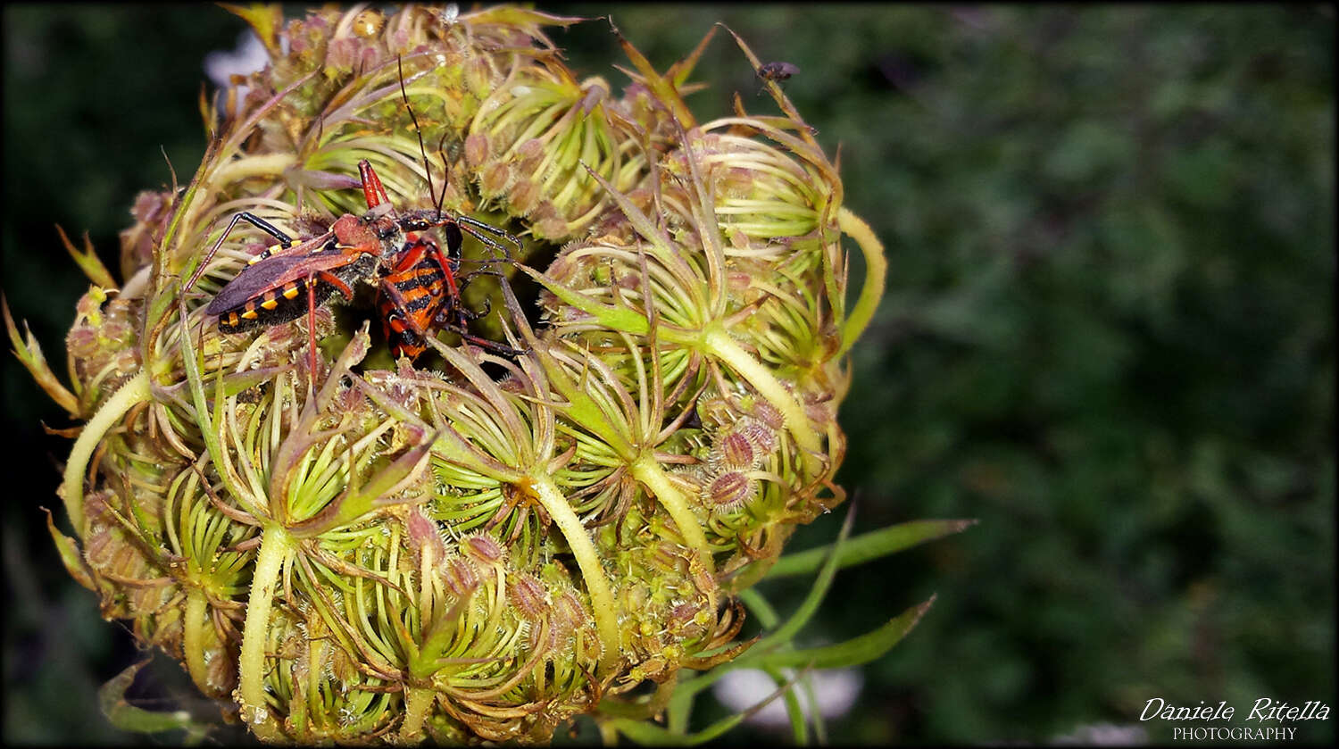 Plancia ëd Rhynocoris erythropus (Linnaeus 1767)