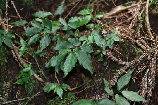 Image of Pellionia radicans (Sieb. & Zucc.) Wedd.