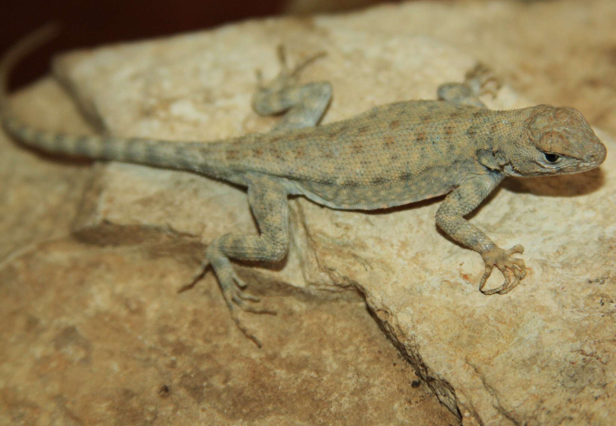 Image of Canyon Lizard