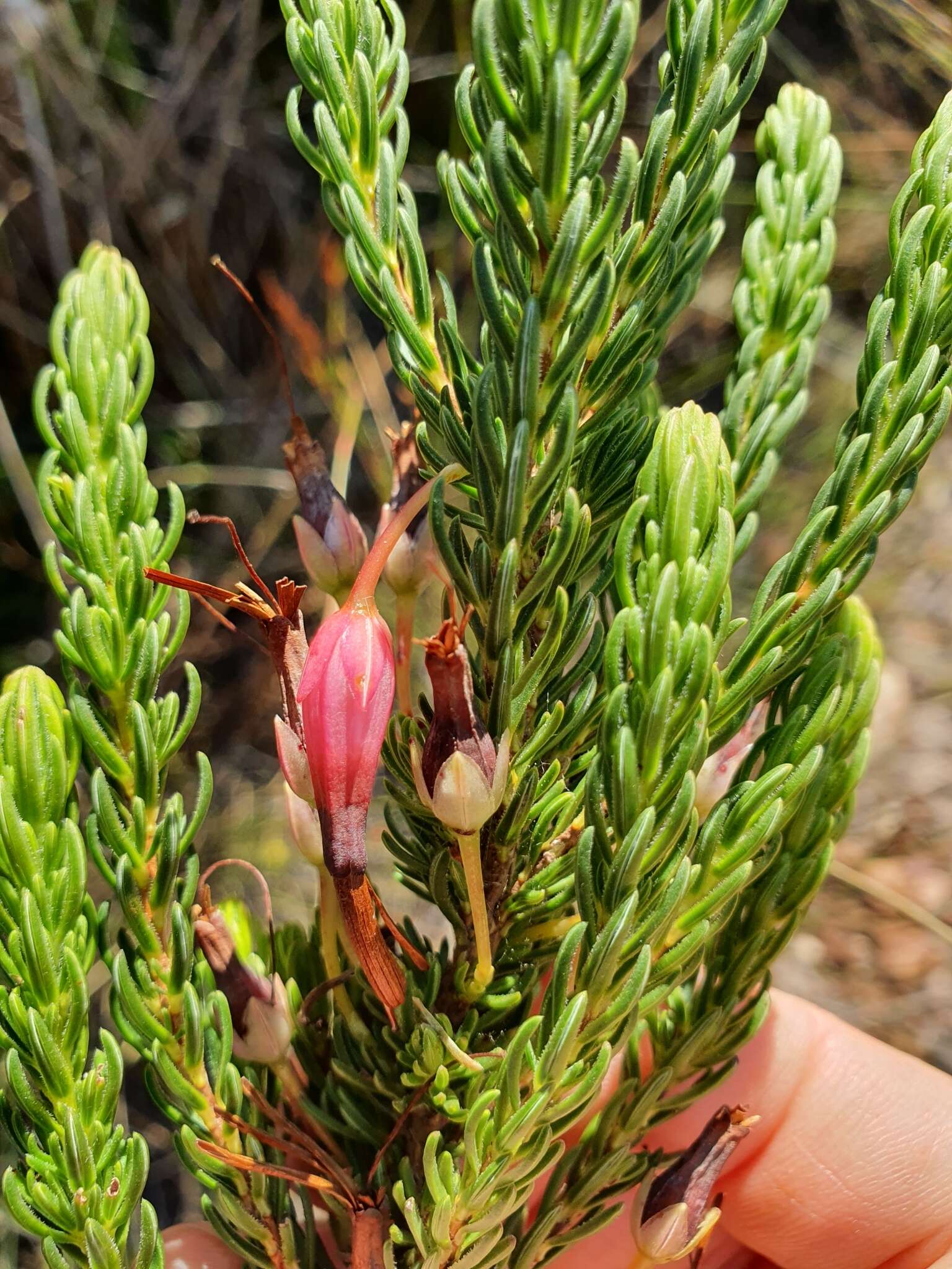 Erica plukenetii subsp. bredensis E. G. H. Oliv. & I. M. Oliv. resmi