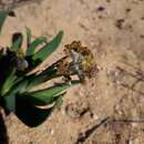 Image of Ferraria uncinata Sweet