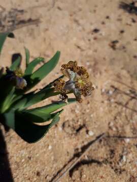 Image of Ferraria uncinata Sweet