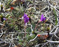 Image de Oxytropis revoluta Ledeb.