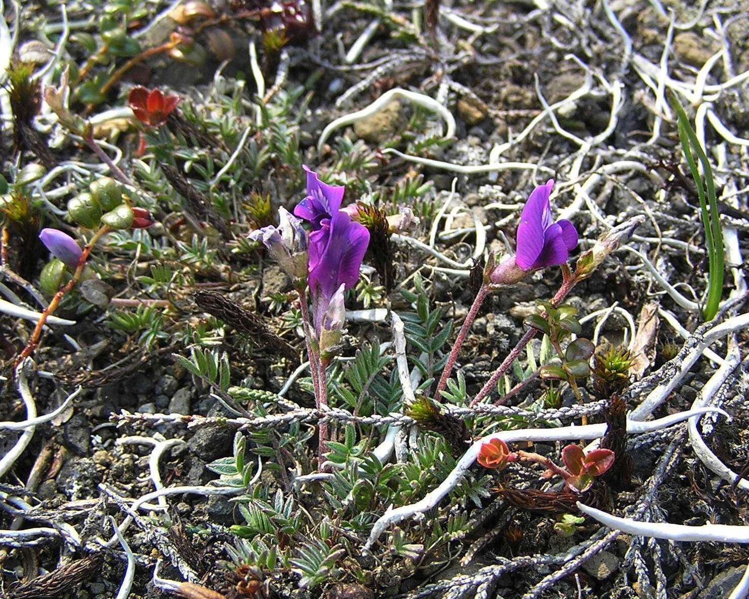 Image de Oxytropis revoluta Ledeb.