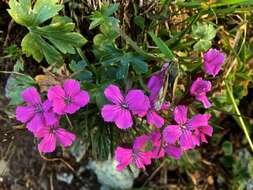 صورة Dianthus glacialis Haenke