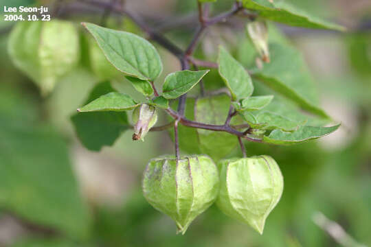 Physalis angulata L. resmi