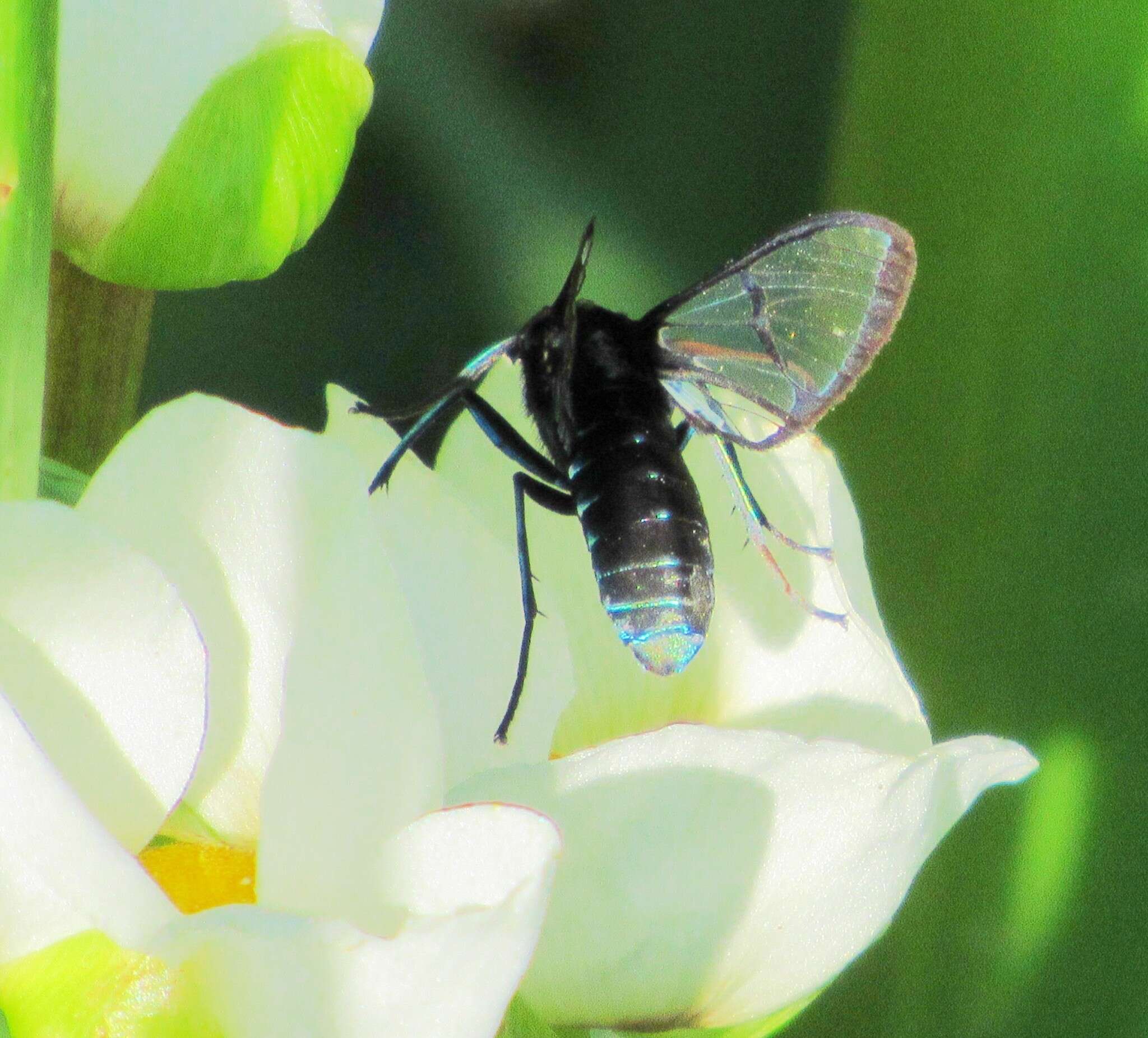 Image of <i>Nyridela acroxantha</i>