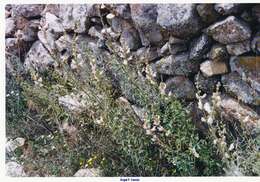 Image de Antirrhinum graniticum Rothm.