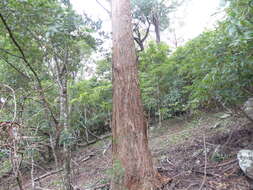 Image of Eucalyptus globoidea Blakely