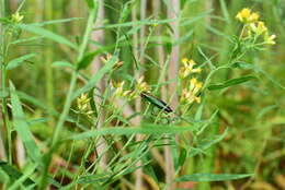 Слика од Conocephalus (Conocephalus) nigropleurum (Bruner & L. 1891)