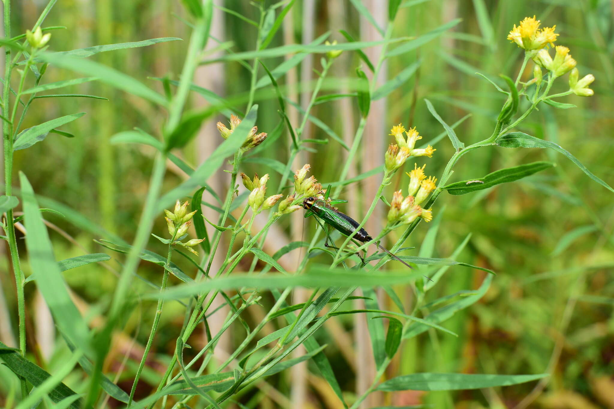 Слика од Conocephalus (Conocephalus) nigropleurum (Bruner & L. 1891)