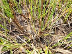 Image of Gaspe Peninsula Arrow-Grass