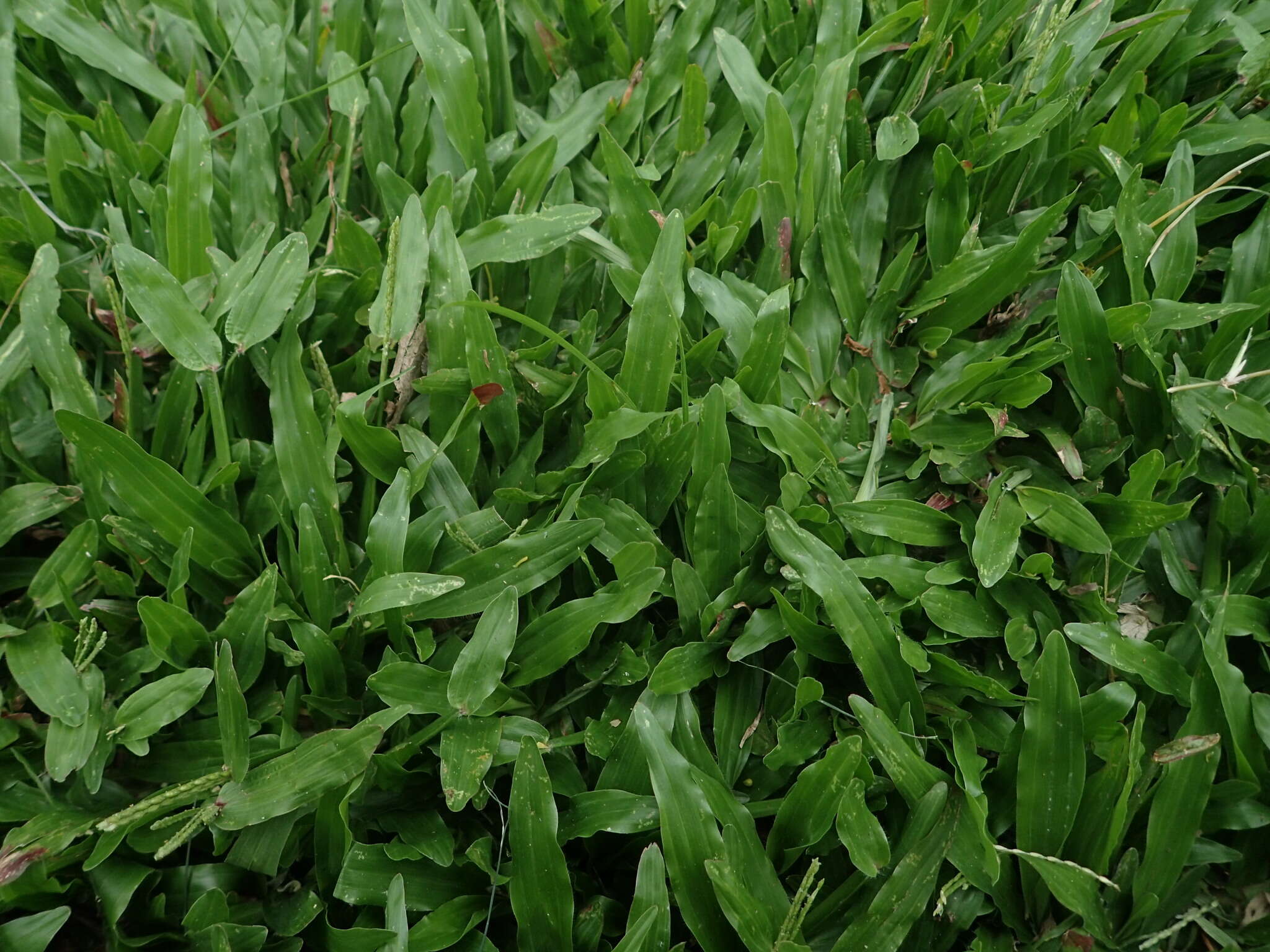 Image of broadleaf carpetgrass