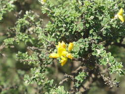 Imagem de Genista canariensis L.