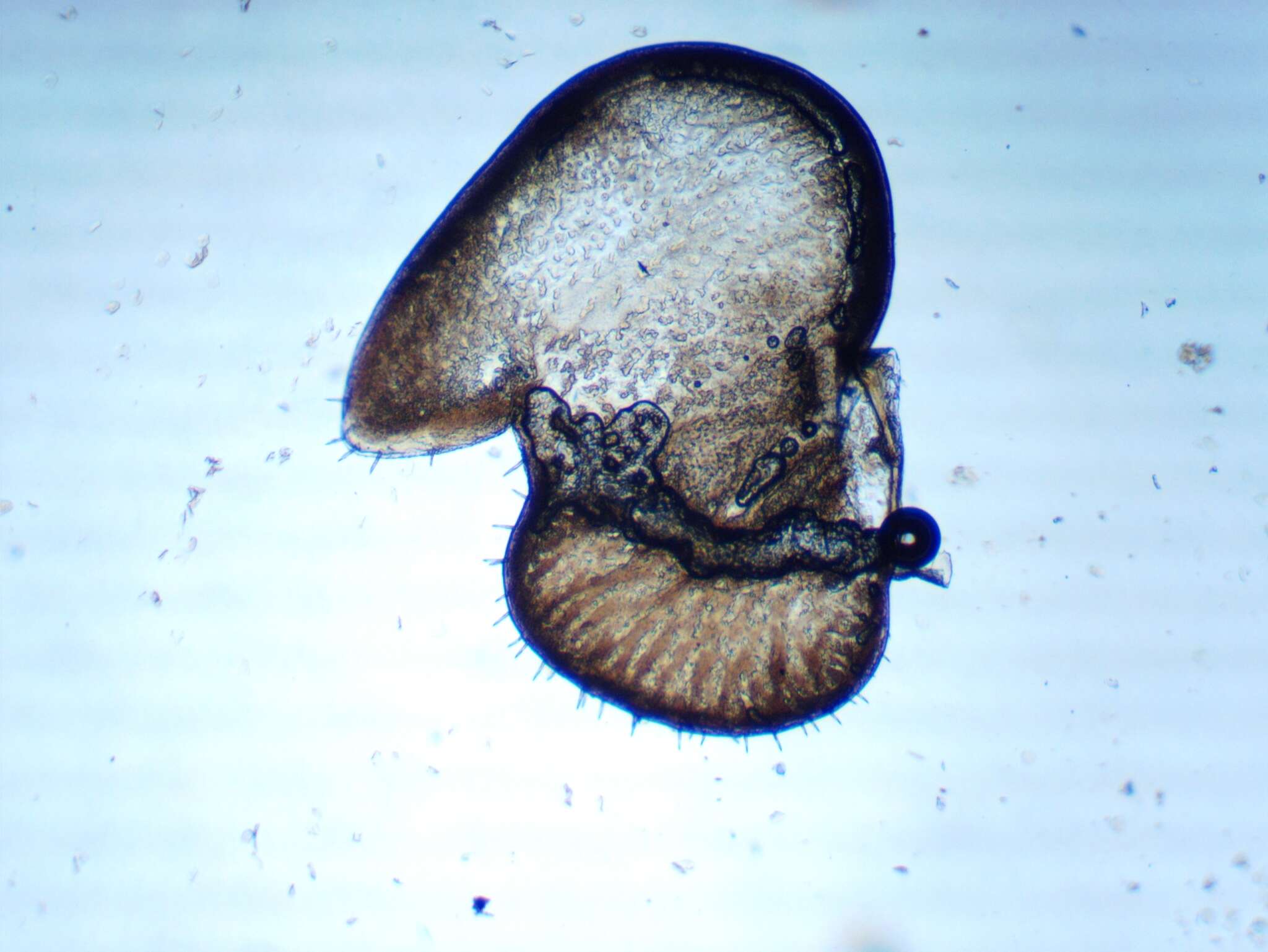 Image of <i>Oniscus <i>asellus</i></i> asellus