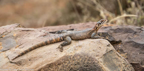 Image of Elmenteita Rock Agama