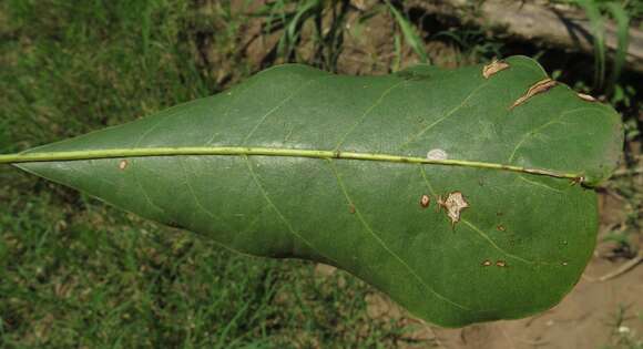 Image of Inhambanella henriquesii (Engl. & Warb.) Dubard