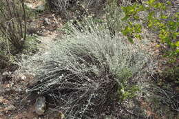 Image of Helichrysum zeyheri Less.