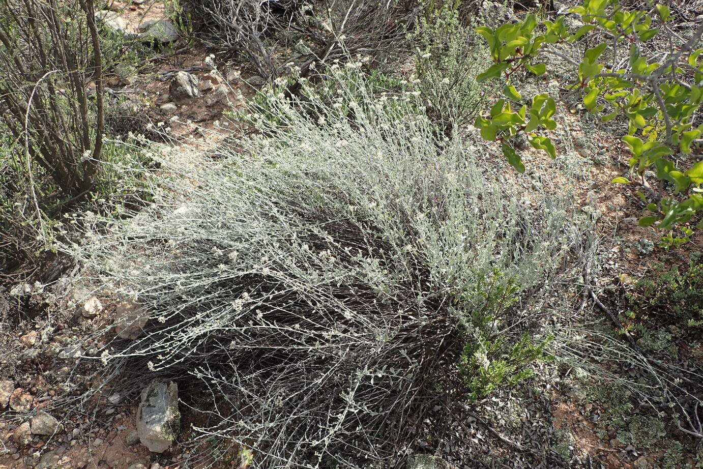 Image of Helichrysum zeyheri Less.