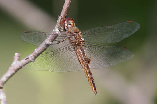 Image of Spot-winged Glider