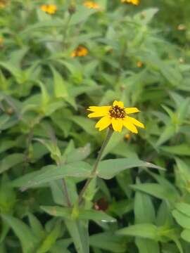 Image of Palmer's zinnia