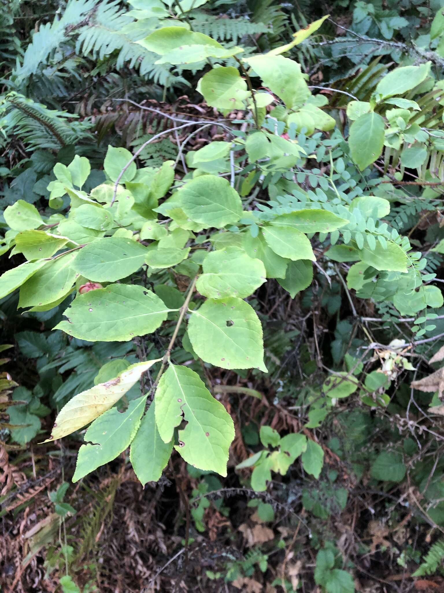 Imagem de Euonymus occidentalis Nutt. ex Torr.