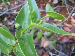 Image of Cyclophyllum letocartiorum Mouly