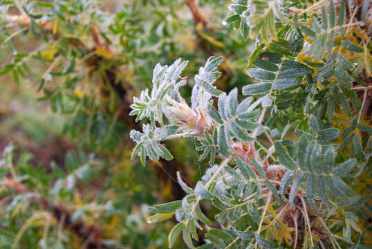 Image of Pea shrub