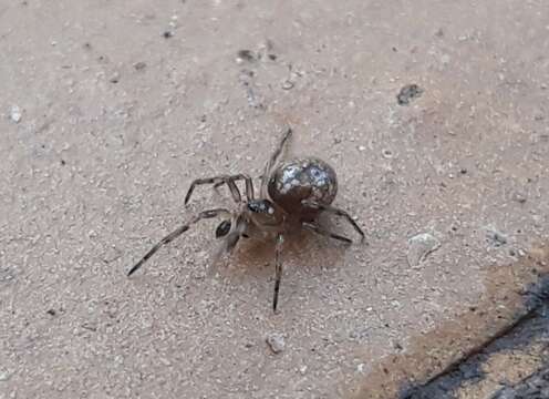 Image of Enoplognatha mandibularis (Lucas 1846)