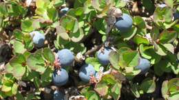 Image of Vaccinium uliginosum subsp. vulcanorum (Kom.) Alsos & Elven