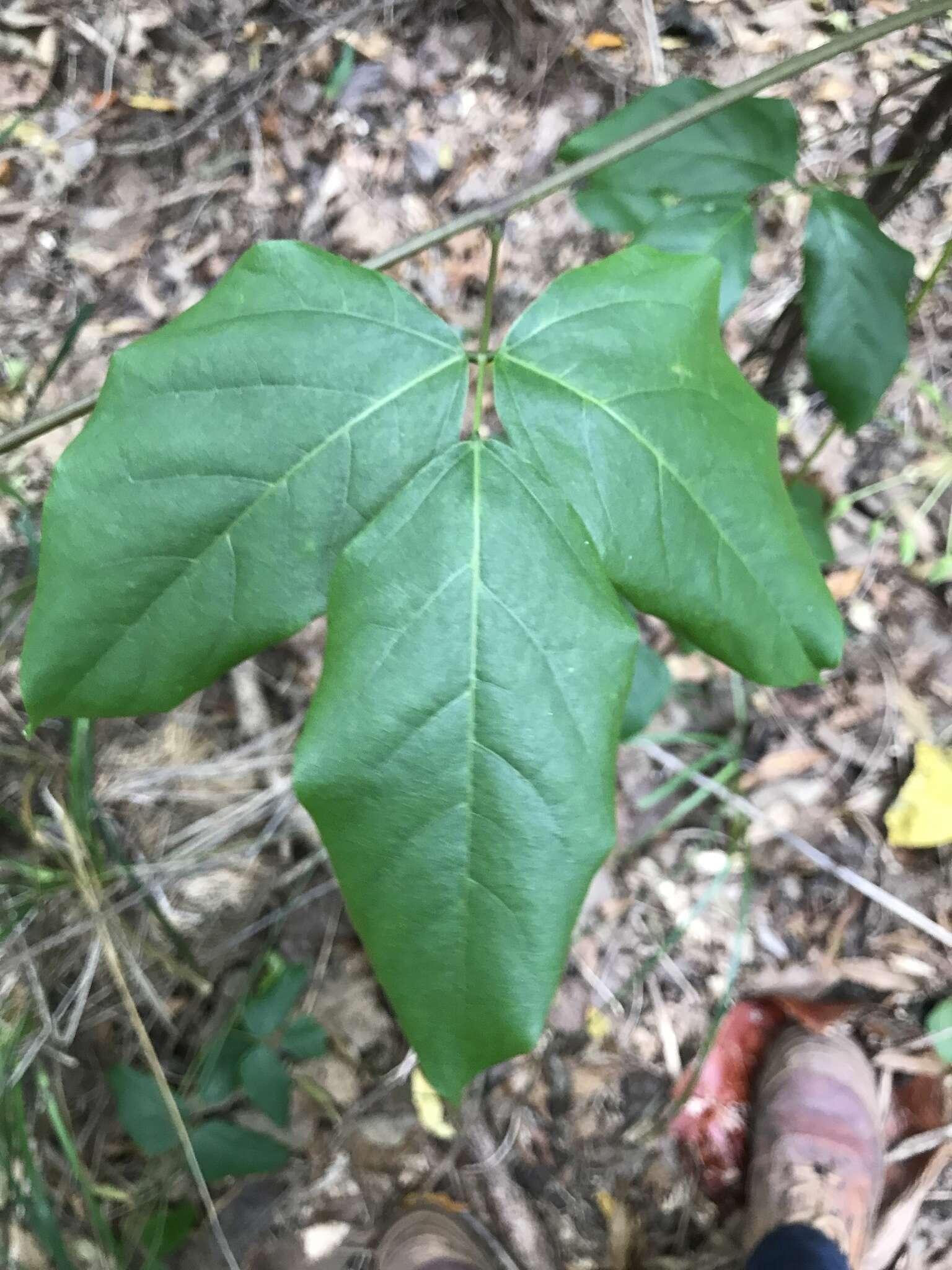 Mucuna gigantea (Willd.) DC. resmi