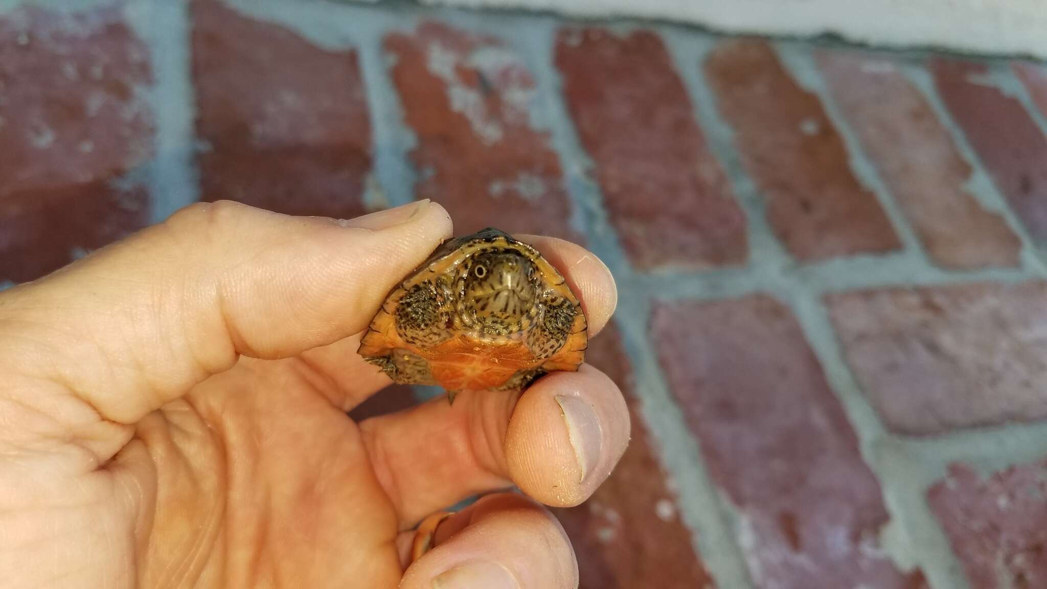 Image of Loggerhead Musk Turtle