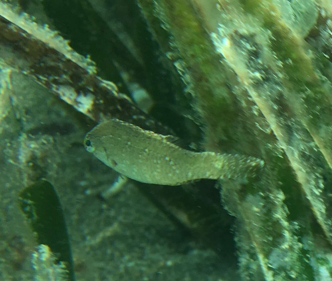 Image of Grey Wrasse