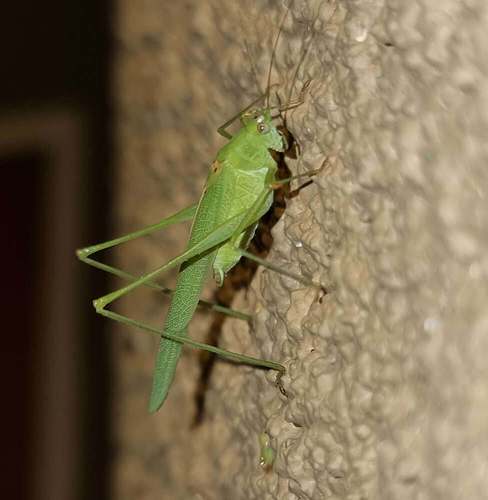 Image of Phaneroptera (Phaneroptera) sparsa Stål 1857