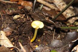 Imagem de Hygrocybe chromolimonea (G. Stev.) T. W. May & A. E. Wood 1995