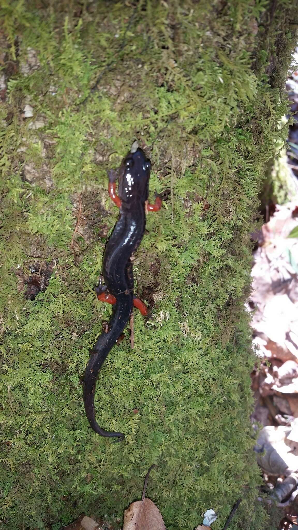 Image of Red-legged Salamander