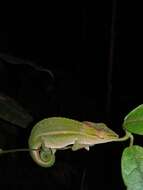 Image of Perinet chameleon