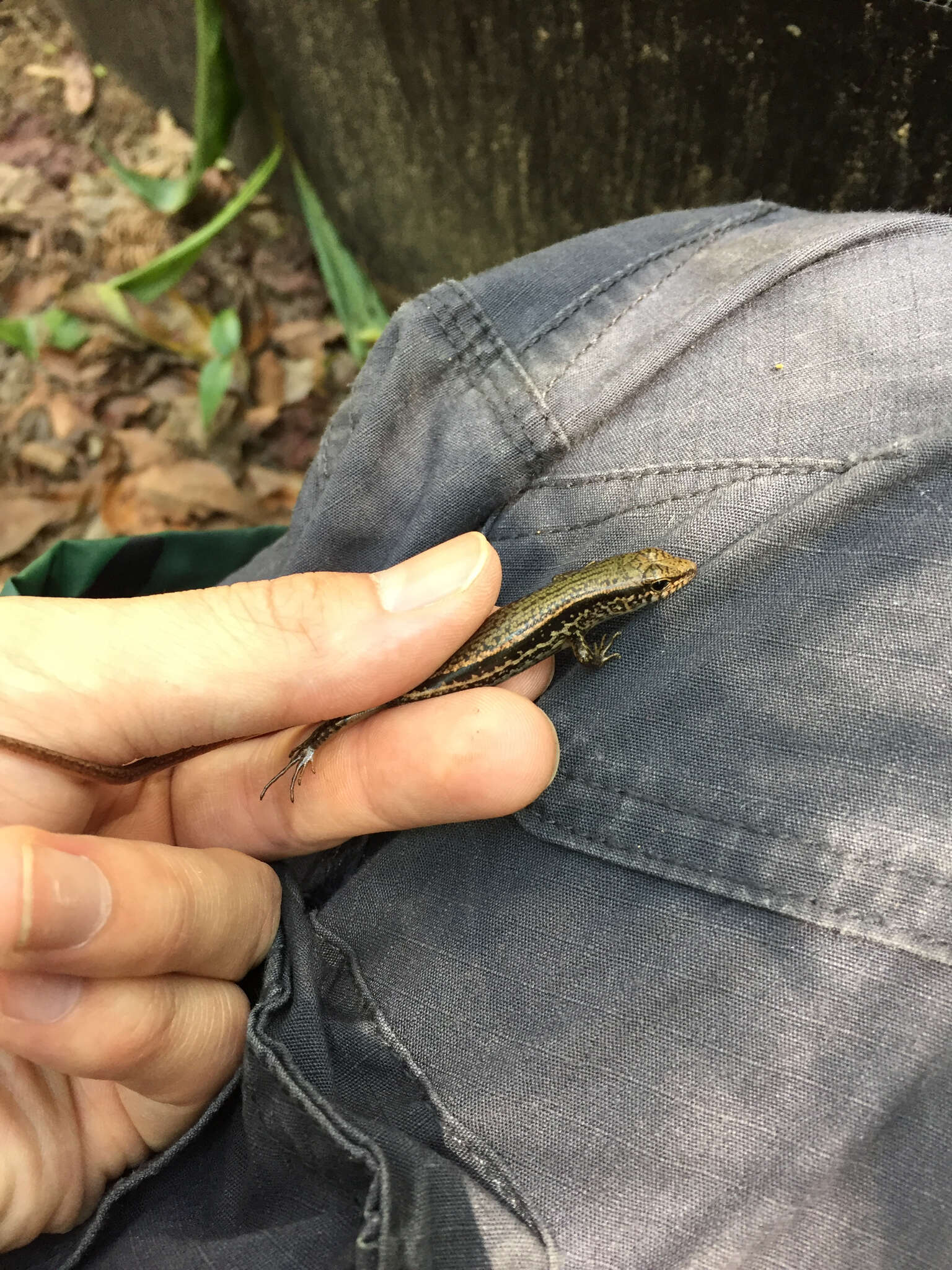 Image of Indian Forest Skink